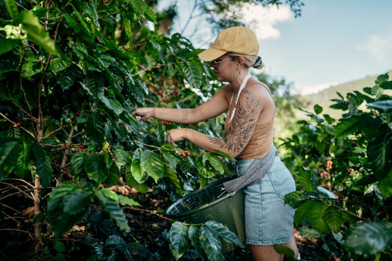Student hands pick ripe coffee berries on a lush Costa Rican plantation