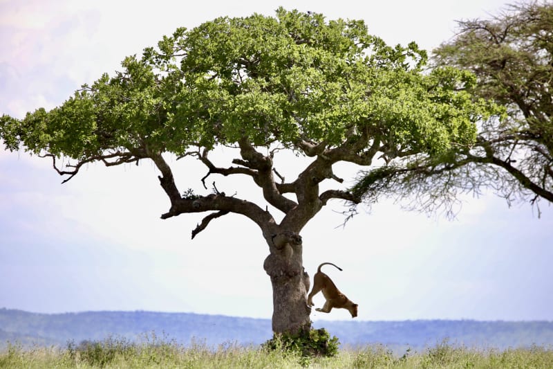 A lioness leaps down from the trunk of a flat-topped tree onto the grassy Tanzanian savanna