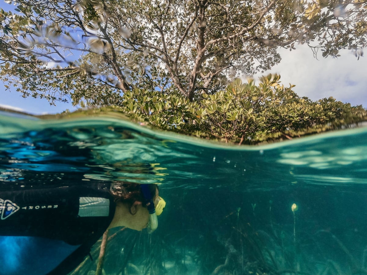 Half-underwater view of a snorkeler swimming among mangrove roots in clear Australian shallows