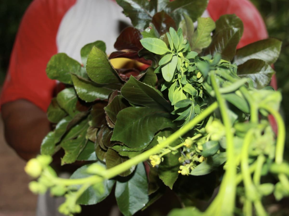 An armful of freshly cut medicinal plants gathered against a red shirt