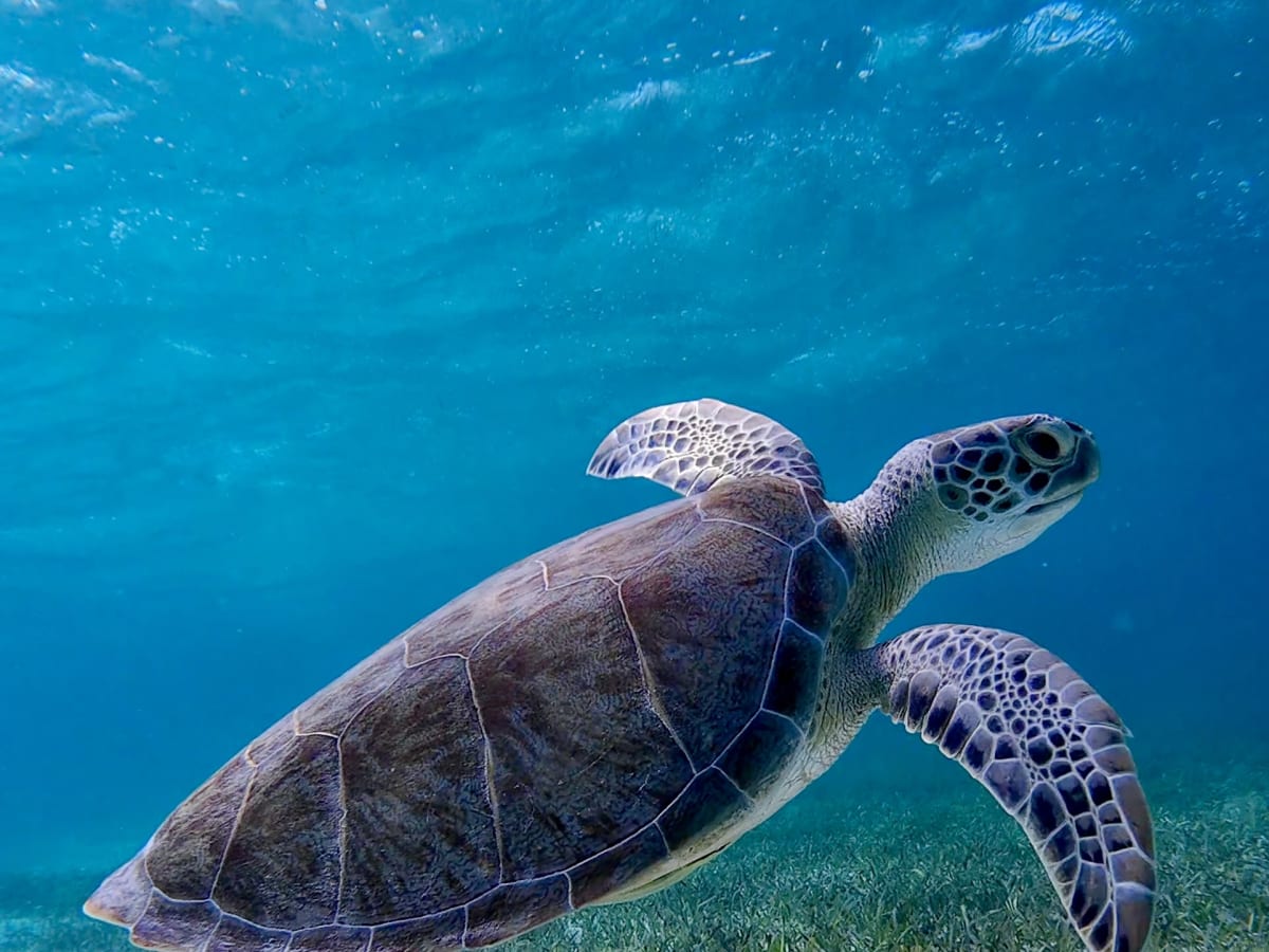 A graceful sea turtle glides through crystalline turquoise waters above swaying seagrass
