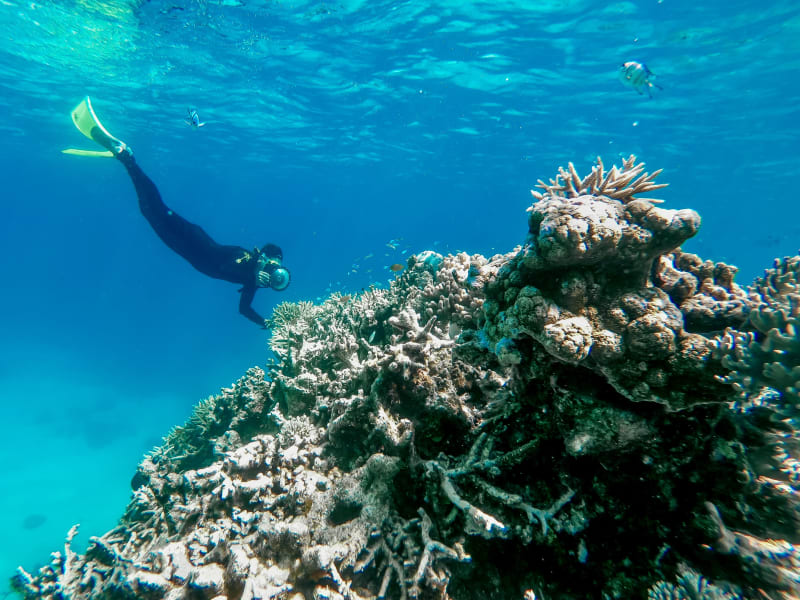 A snorkeler glides above a coral reef in clear turquoise water
