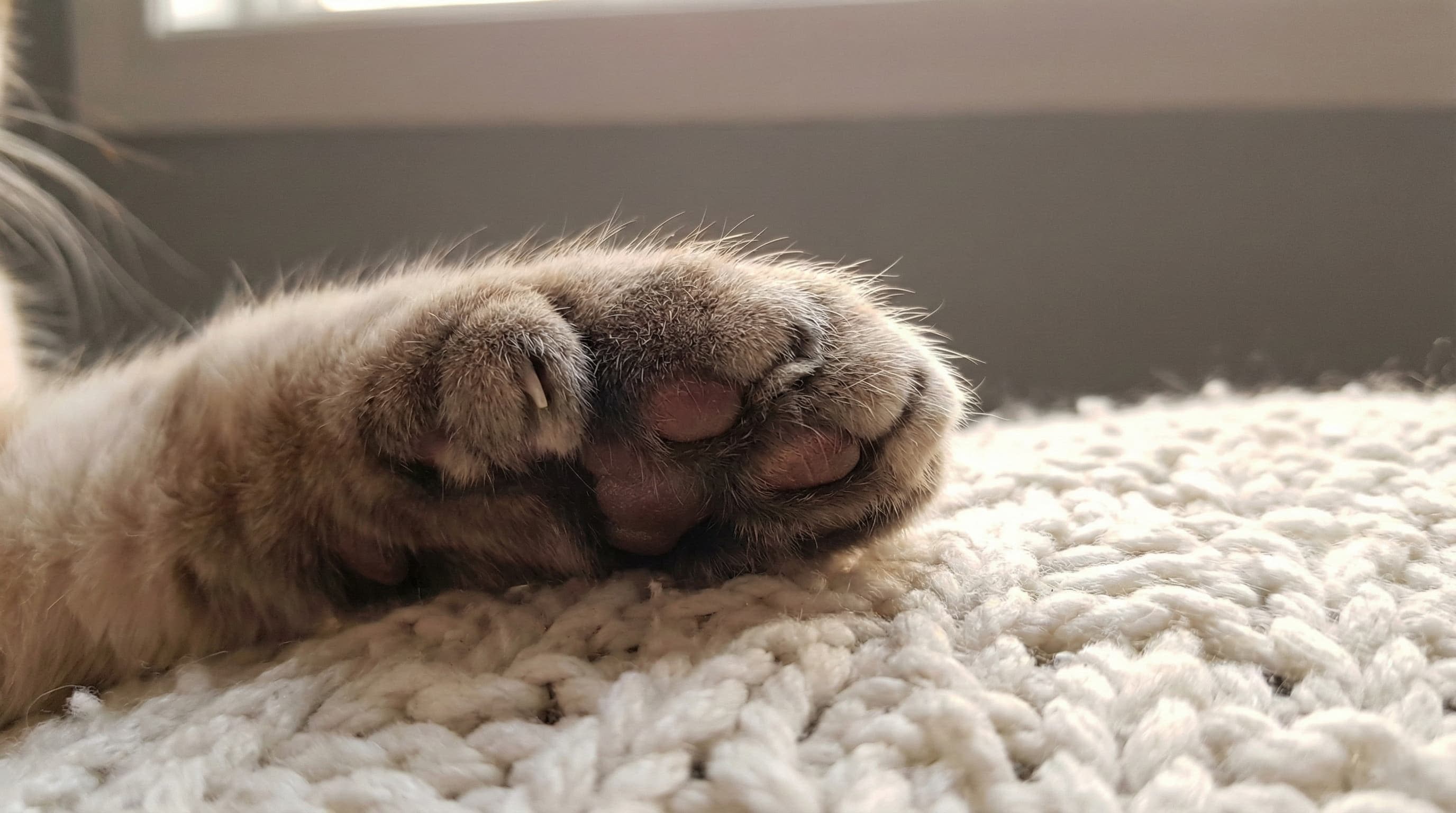 Close up of a cat paw with extra toes resting on a blanket
