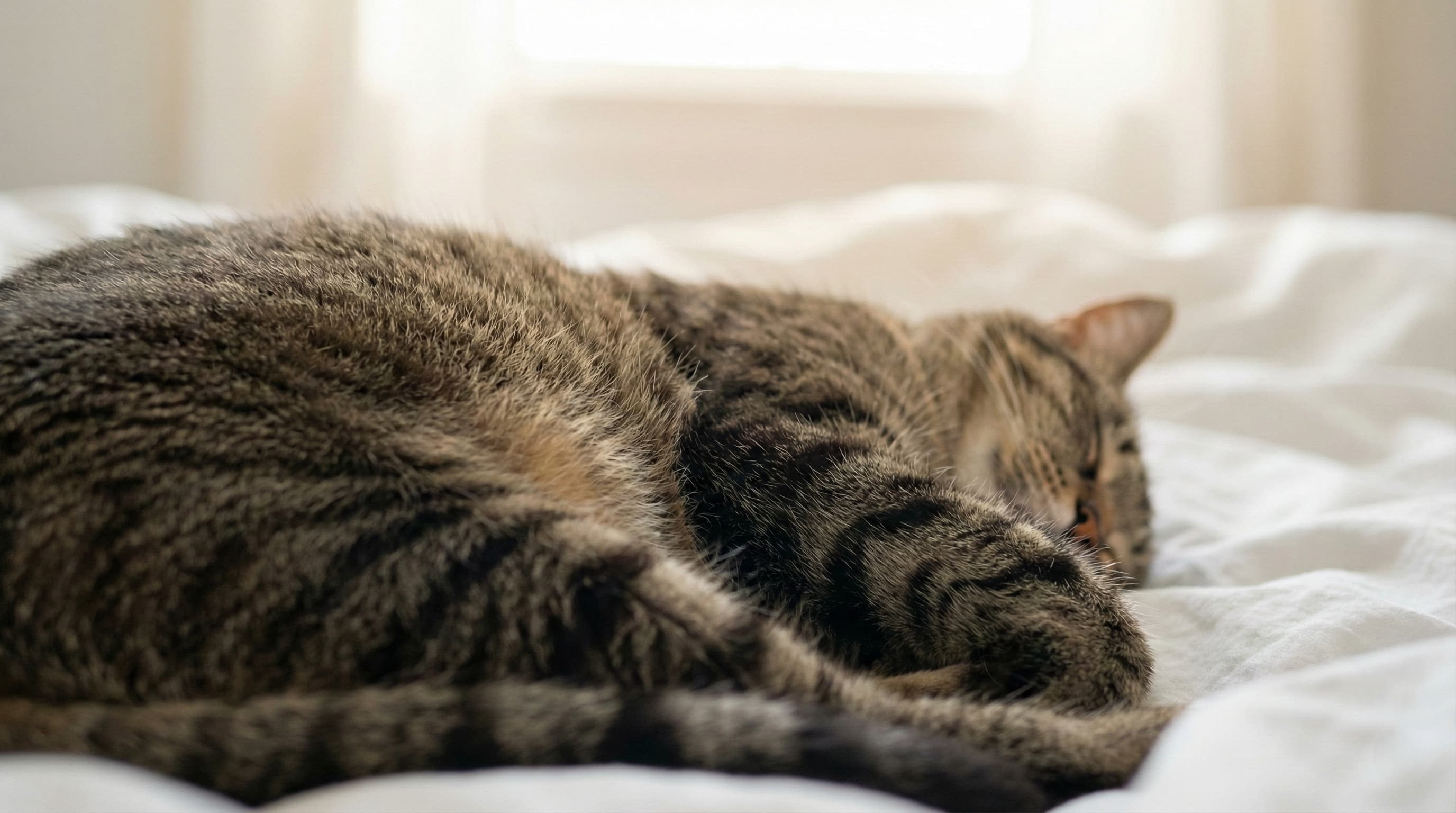 Close up of a sleeping cat chest for respiratory rate check