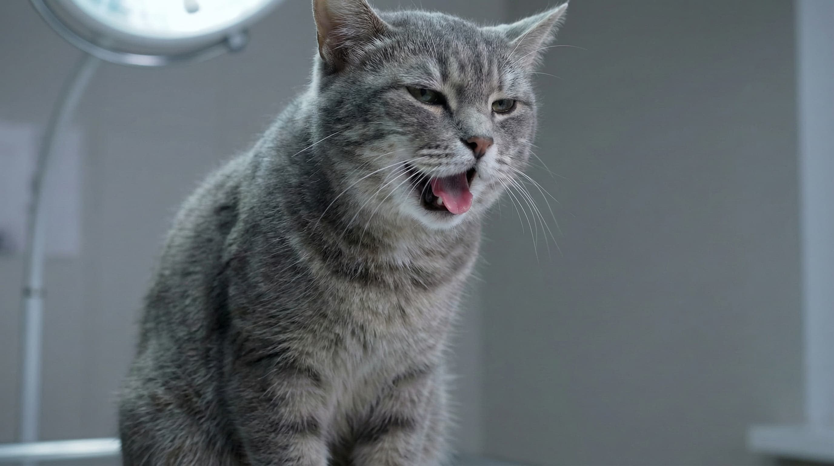 A cat panting with open mouth, a sign of distress