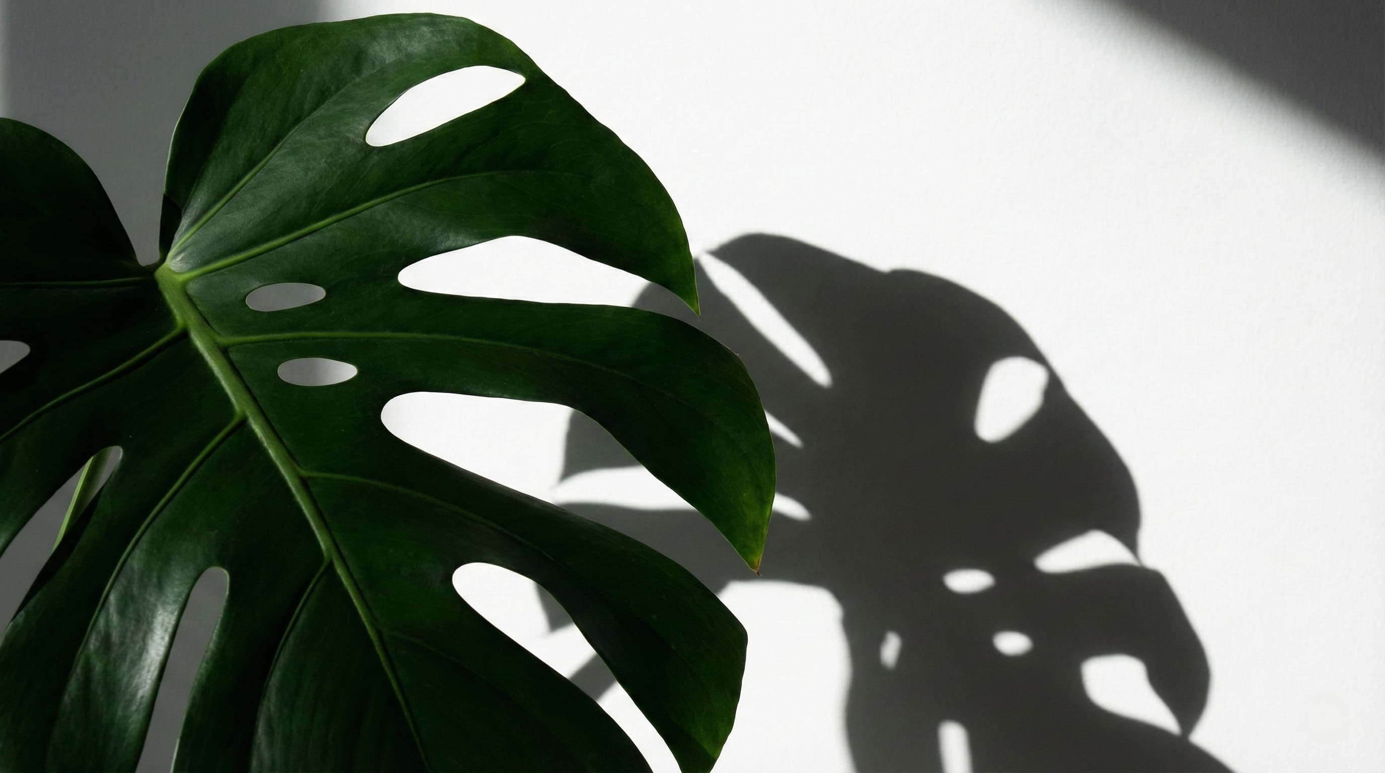 Close up of a Monstera leaf, beautiful but dangerous