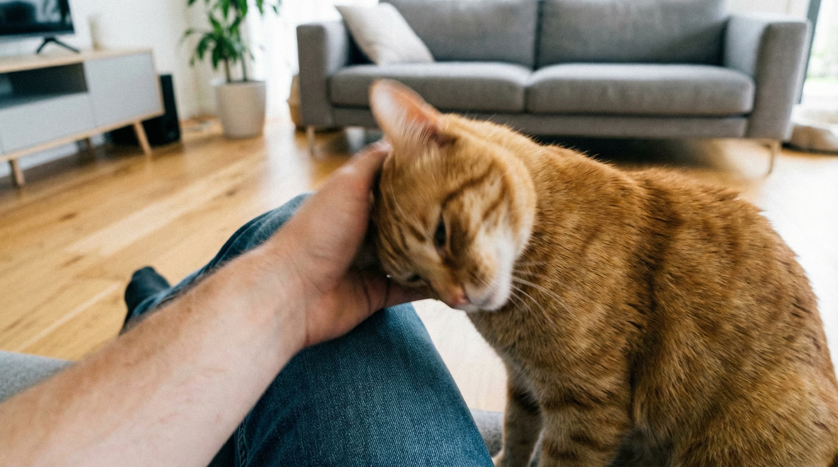 Cat energetically rubbing its head against its owner