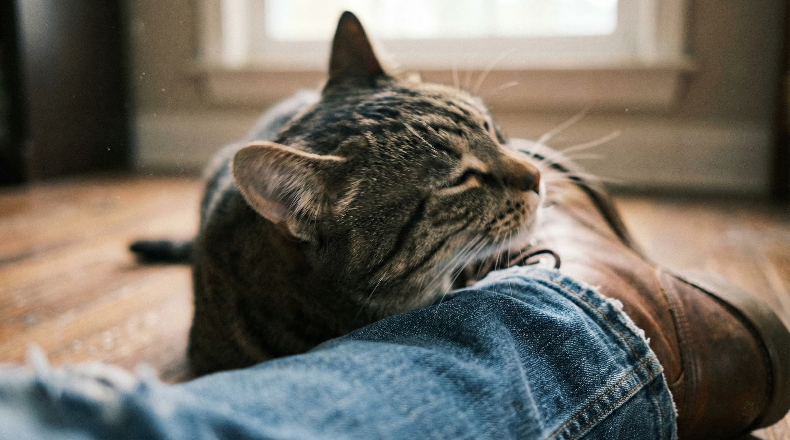 Cat rubbing its face on a stranger's leg to mark territory