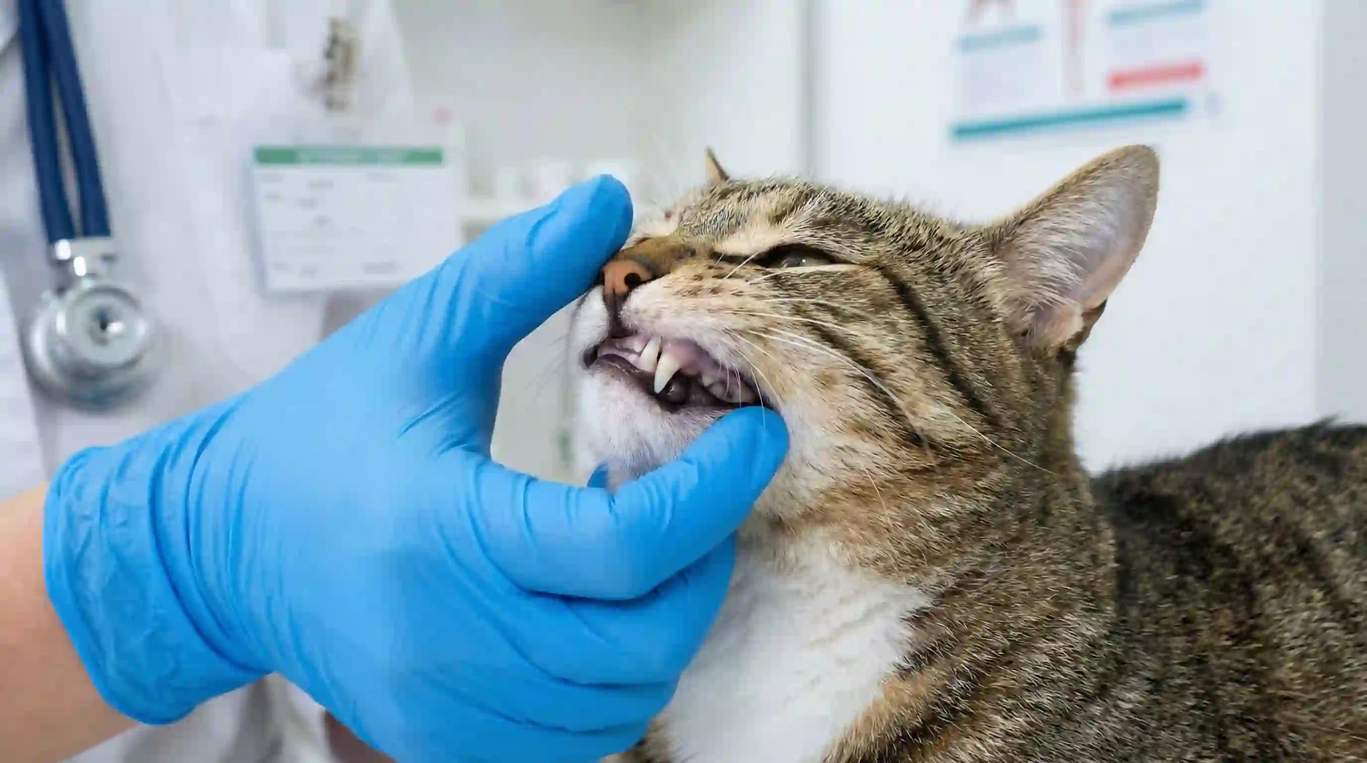 Veterinarian checking a cat for pale gums indicating anemia