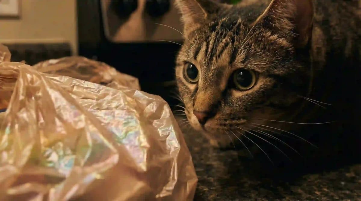 Cat Obsessions: Why They Love Bleach, Plastic, and Earwax (Science Explained)