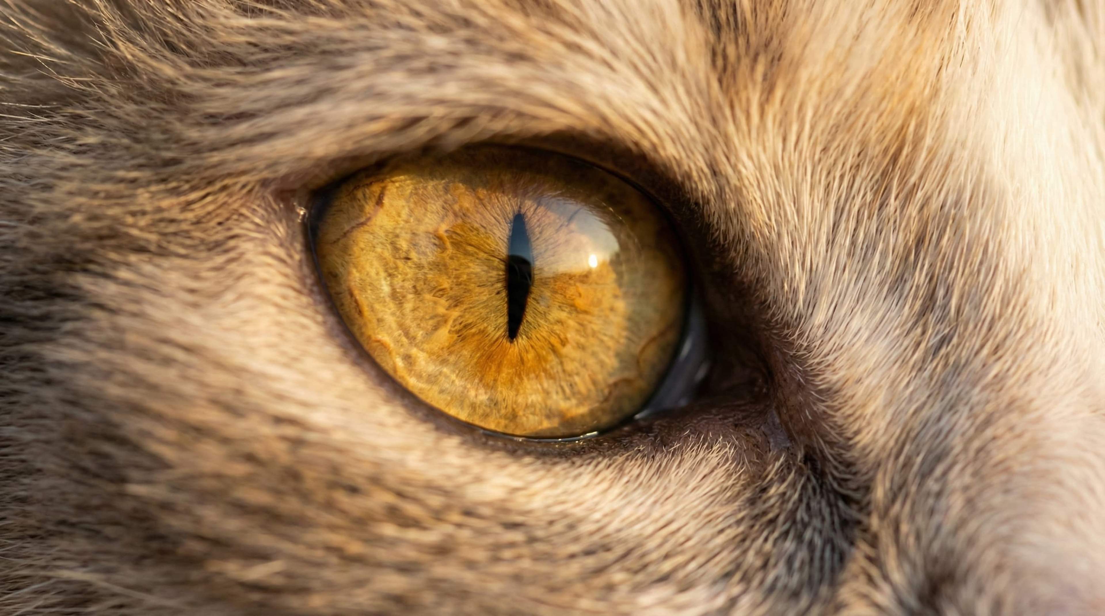 Cat eye macro photography