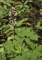 actaea_pachypoda_1271_usa_illinois_lakecounty_summerwoodlandforbs_v2_p9_6_cw5lvl