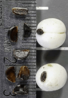 actaea_pachypoda_1271_usa_illinois_lakecounty_summerwoodlandforbs_v2_p9_8_emtgzl