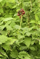 actaea_rubra_1271_usa_illinois_lakecounty_summerwoodlandforbs_v2_p3_4_kpx7hw