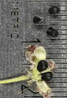allium_cernuum_1282_usa_illinois_lakecounty_fallprairieforbsv2_0_p13_3_pkxxg4