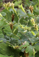 aquilegia_canadensis_1277_usa_illinois_lakecounty_springwoodlandforbsv2_0_p9_6_bjnvkl