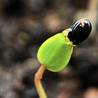 aquilegia_canadensis_jonathan_parker_20251228_201038