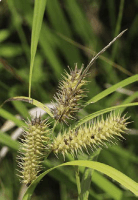 carex_hystericina_1273_usa_illinois_lakecounty_summerwetlandgrassesandkinv2_p8_5_ew8ufo