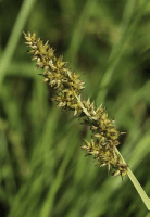 carex_stipata_1273_usa_illinois_lakecounty_summerwetlandgrassesandkinv2_p3_1_d2dqwu