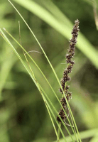 carex_vulpinoidea_1273_usa_illinois_lakecounty_summerwetlandgrassesandkinv2_p4_4_nhskh5