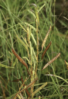 chamaecrista_fasciculata_1282_usa_illinois_lakecounty_fallprairieforbsv2_0_p7_4_h7zgti