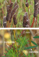 dalea_purpurea_1282_usa_illinois_lakecounty_fallprairieforbsv2_0_p4_5_zotp7u