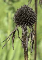 echinacea_pallida_1282_usa_illinois_lakecounty_fallprairieforbsv2_0_p3_1_cduy0g
