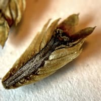 eryngium_yuccifolium_jonathan_parker_20251228_210302