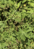 geranium_maculatum_1277_usa_illinois_lakecounty_springwoodlandforbsv2_0_p7_7_iijy9r