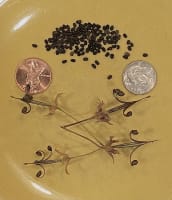 geranium_maculatum_jonathan_parker_20251228_143440