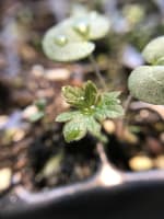 geranium_maculatum_jonathan_parker_20251228_143948