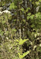 heliopsis_helianthoides_1282_usa_illinois_lakecounty_fallprairieforbsv2_0_p12_7_xpysiy