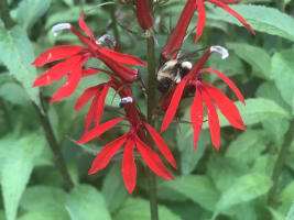 lobelia_cardinalis_jonathan_parker_20251228_205429
