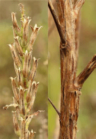 oenothera_biennis_1282_usa_illinois_lakecounty_fallprairieforbsv2_0_p19_5_rzbdi7