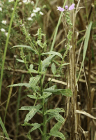 physostegia_virginiana_1282_usa_illinois_lakecounty_fallprairieforbsv2_0_p16_7_dm6le2