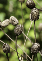 ratibida_pinnata_1282_usa_illinois_lakecounty_fallprairieforbsv2_0_p6_8_jhwl7r