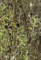 rudbeckia_hirta_1282_usa_illinois_lakecounty_fallprairieforbsv2_0_p22_1_pl0grz