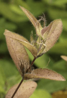ruellia_humilis_1282_usa_illinois_lakecounty_fallprairieforbsv2_0_p23_1_euam0v