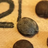 ruellia_humilis_jonathan_parker_20251228_205600