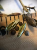 ruellia_humilis_jonathan_parker_20251228_205601