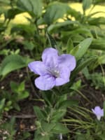 ruellia_humilis_jonathan_parker_20251228_205634