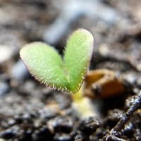 ruellia_humilis_jonathan_parker_20251228_205757