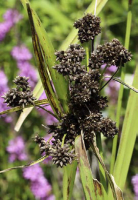 scirpus_atrovirens_1273_usa_illinois_lakecounty_summerwetlandgrassesandkinv2_p11_2_xczehw