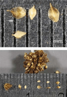scirpus_atrovirens_1273_usa_illinois_lakecounty_summerwetlandgrassesandkinv2_p11_3_ajj2mq