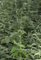 scrophularia_lanceolata_1271_usa_illinois_lakecounty_summerwoodlandforbs_v2_p5_7_ft5pkp