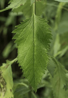 scrophularia_lanceolata_1271_usa_illinois_lakecounty_summerwoodlandforbs_v2_p5_8_b7w43n