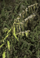 solidago_caesia_1281_usa_illinois_lakecounty_astersgoldenodsv2_0_p11_1_zml7db