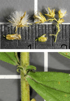 solidago_canadensis_1281_usa_illinois_lakecounty_astersgoldenodsv2_0_p11_5_z8vsti