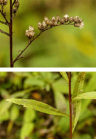 solidago_juncea_1281_usa_illinois_lakecounty_astersgoldenodsv2_0_p12_5_efhygi