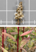 solidago_speciosa_1281_usa_illinois_lakecounty_astersgoldenodsv2_0_p13_8_hk1z3c